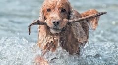 Angleški kocker spaniel
